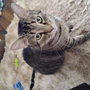 Lost 2 Pepper (New York)