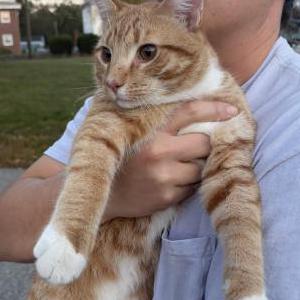 Image of Unsure, Found Cat