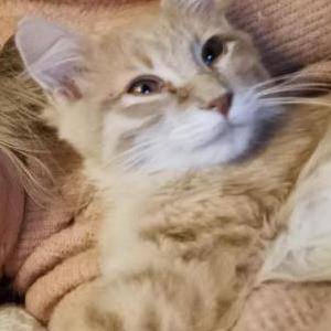 Lost 2 Ginger (Nevada)