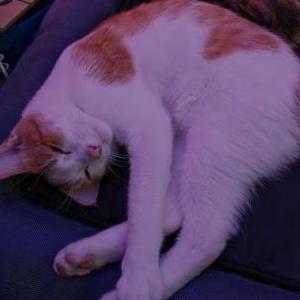 Image of Junior, Lost Cat