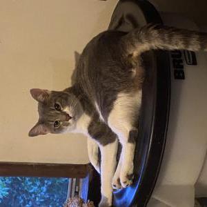 Image of Archie, Lost Cat