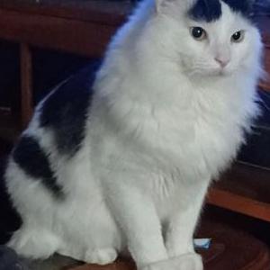 Image of Zeke, Lost Cat