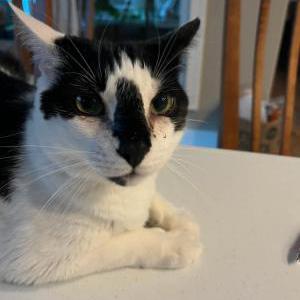Lost 2 Percy (NC)