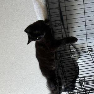 Image of Milo, Lost Cat