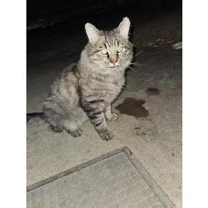 Image of Unknown, Found Cat