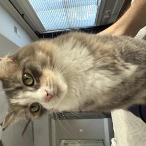 Image of Athena, Lost Cat