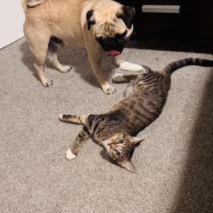 Image of Jasper, Lost Cat