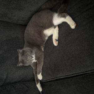 Image of Ash, Lost Cat