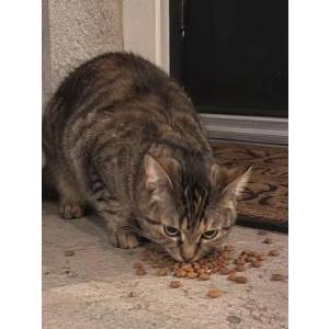 Image of Rosie, Lost Cat