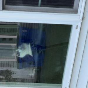 Image of Lime, Lost Cat