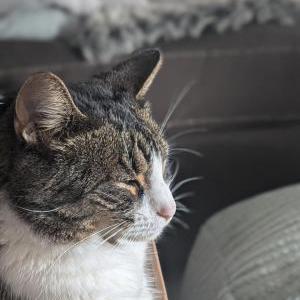 Image of Layla, Lost Cat