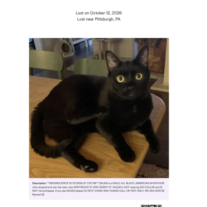 Image of Salem, Lost Cat