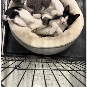 Image of Glizzy, Lost Cat