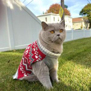 Lost 2 Koo (Massachusetts)