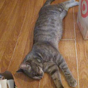 Lost 2 Diddy (California)