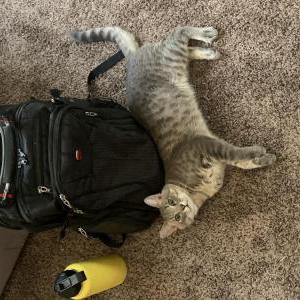 Lost 2 Merlin (Nevada)