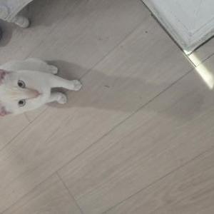 Image of Casper, Lost Cat