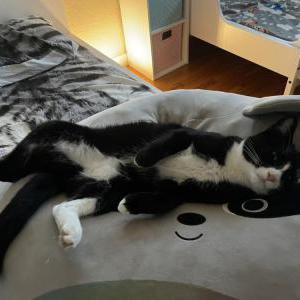 Image of Jack, Lost Cat