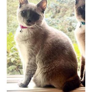 Image of Cher, Lost Cat