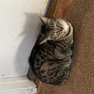 Image of Tiki, Lost Cat