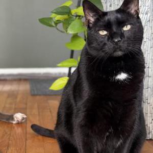 Lost 2 Mr Bill aka Billy (Rhode Island)