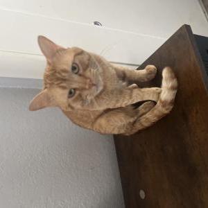 Image of Petey, Lost Cat