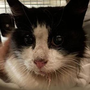 Image of unknown, Found Cat