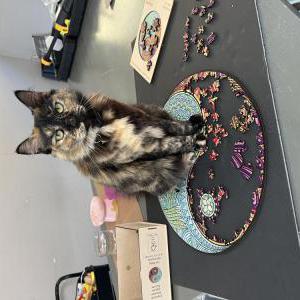 Image of Trex, Lost Cat