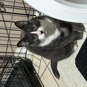 Image of Jeorge, Lost Cat