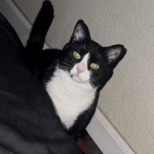 Image of Nibbler, Lost Cat