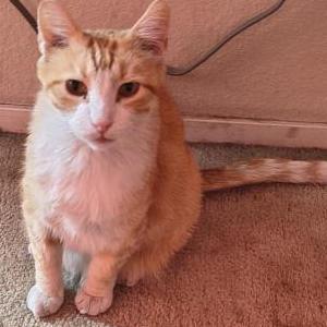 Image of Garfield, Lost Cat