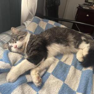 Image of Garlic, Lost Cat