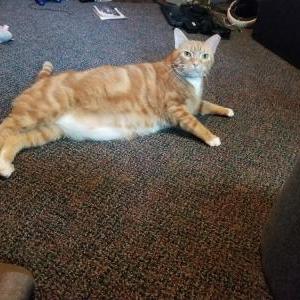 Image of Charlie, Lost Cat