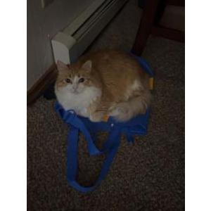 Lost 2 Curi (Alaska)