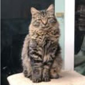 Image of Rosco, Lost Cat