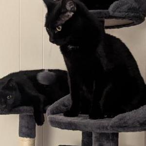 Image of Poe, Lost Cat
