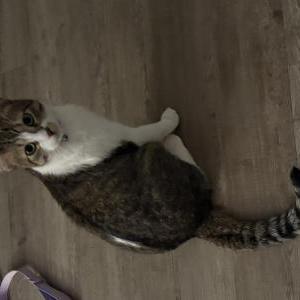 Image of Ace, Lost Cat