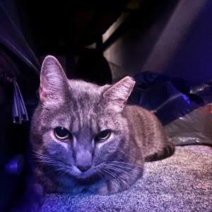 Image of Capone, Lost Cat