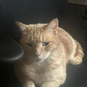 Image of Toby, Lost Cat