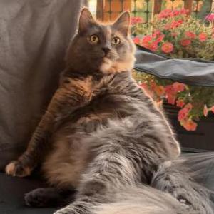 Image of Charlie, Lost Cat