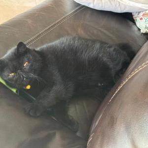 Image of Toast, Lost Cat