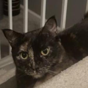 Image of Nairobi, Lost Cat