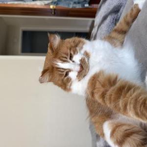 Image of Pizza, Lost Cat