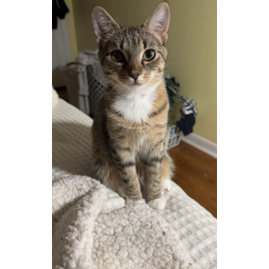 Image of Nova, Lost Cat
