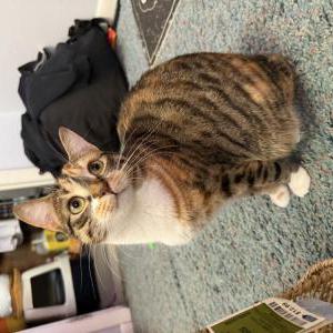 Image of Ookie, Lost Cat