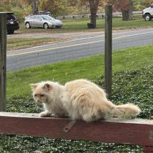 Image of Britney, Lost Cat