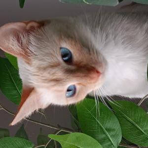 Image of Princess Buttercup, Lost Cat