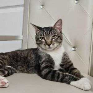 Image of Miki, Lost Cat