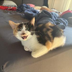 Image of Finley, Lost Cat