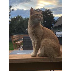 Image of Torren, Lost Cat